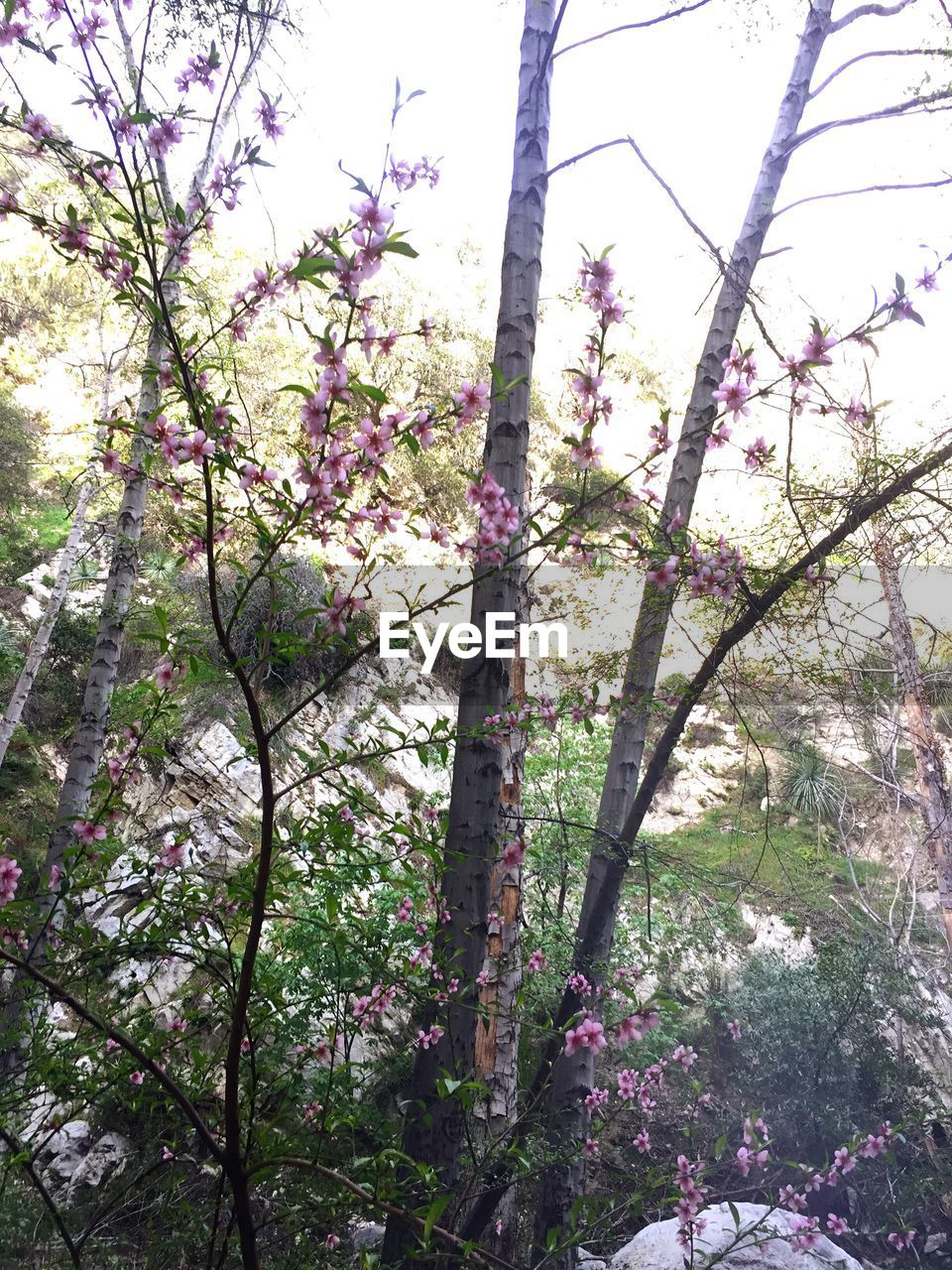 LOW ANGLE VIEW OF FLOWER TREE