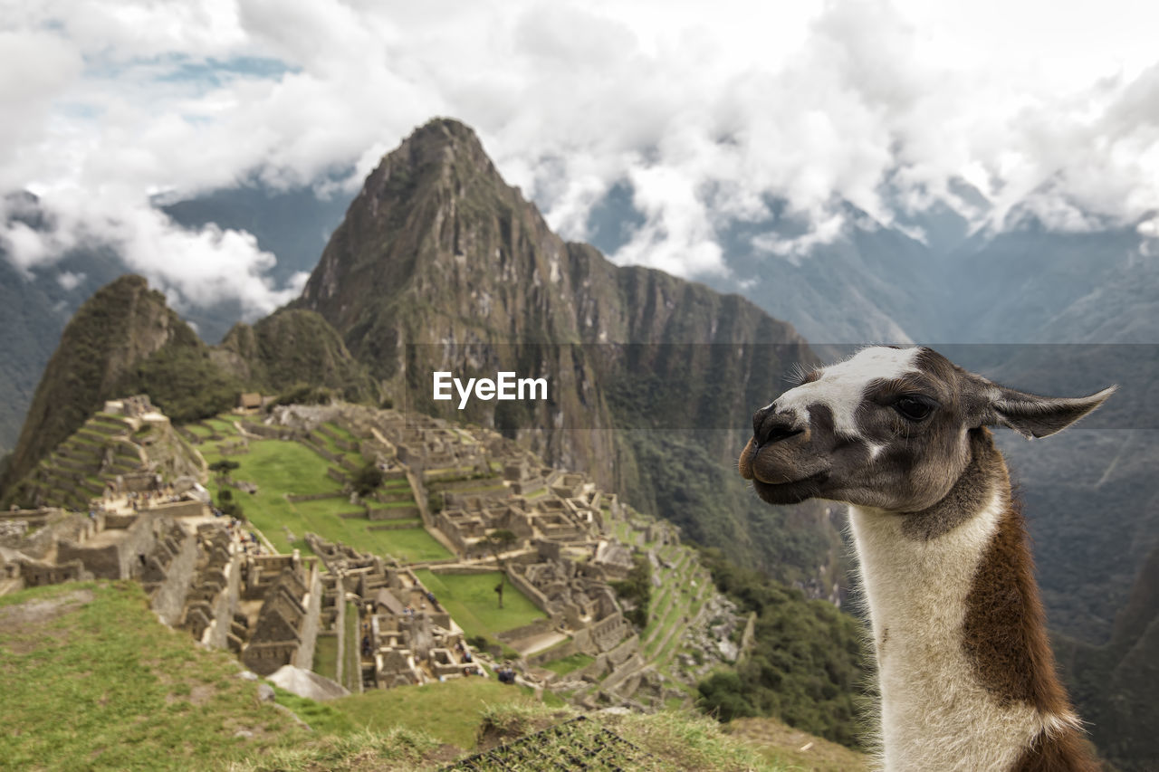 High angle view of llama against machu picchu