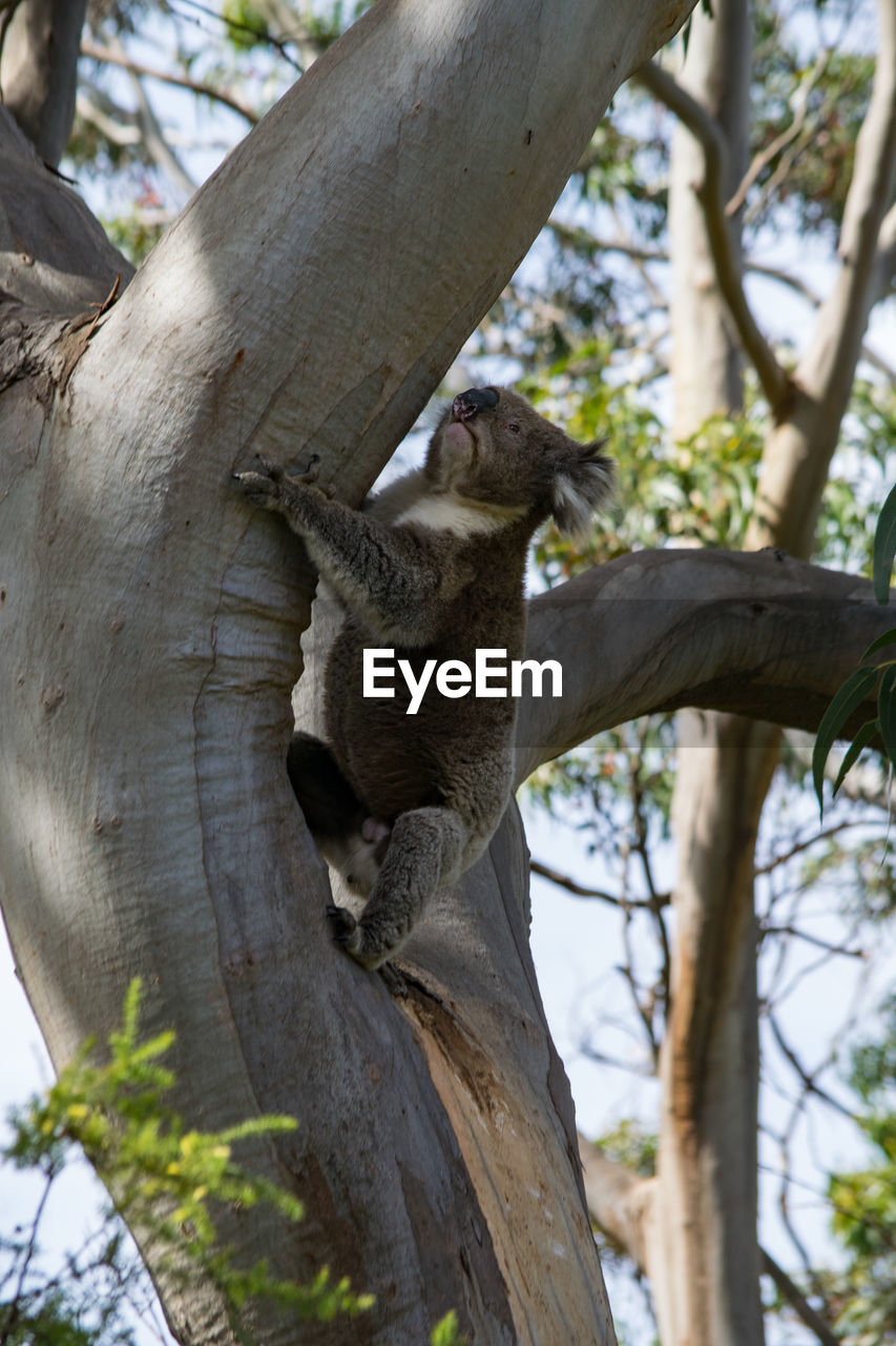 Koala at great otway national park