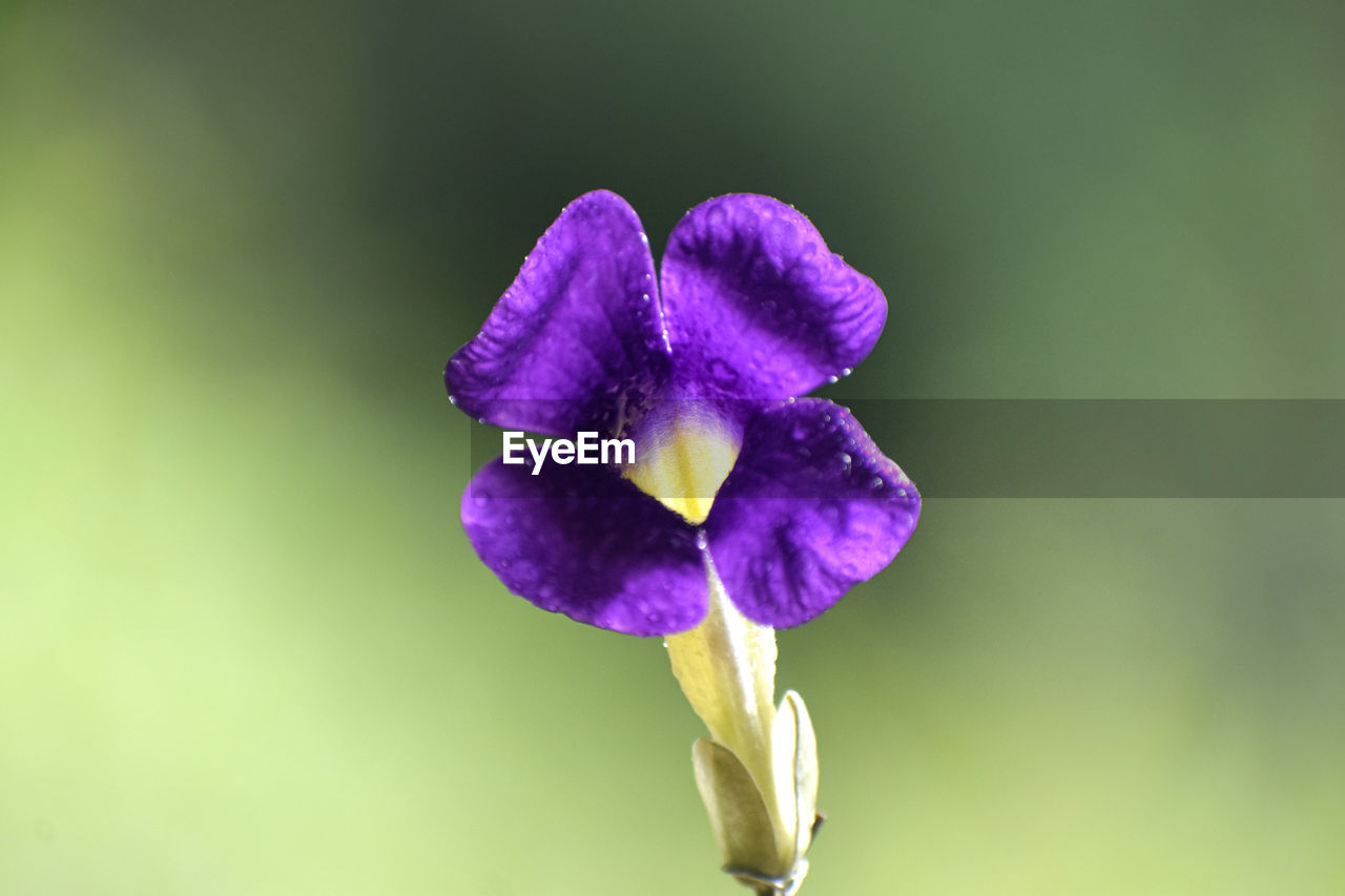 CLOSE-UP OF PURPLE FLOWER ON PLANT