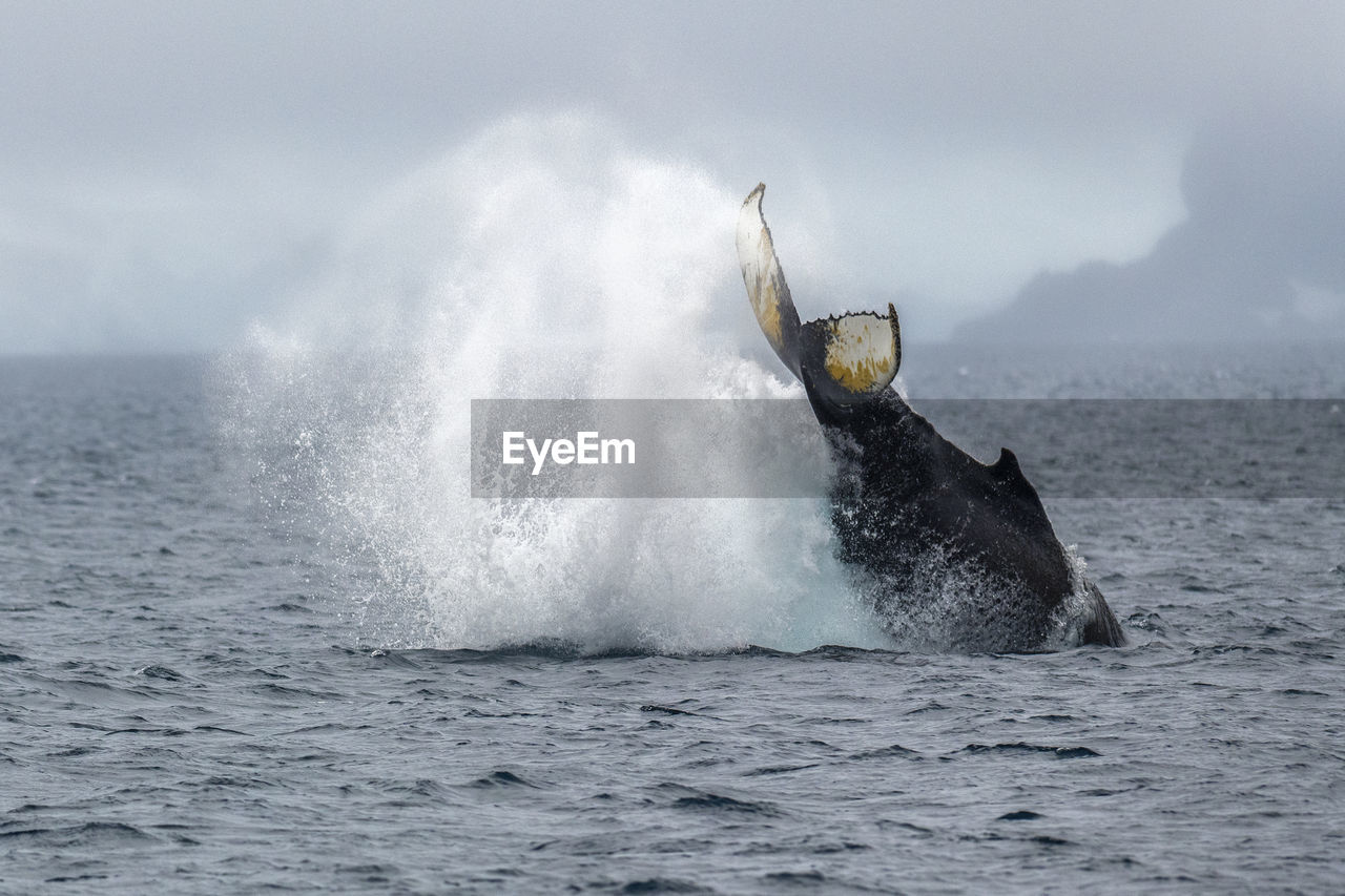 Humpback whale breaching the surface, palmer archipelago, off the coast of the antarctic peninsula.