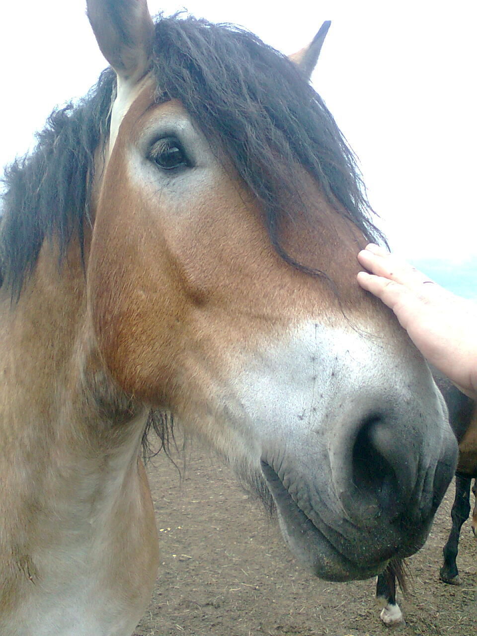 CLOSE-UP OF TWO HORSE