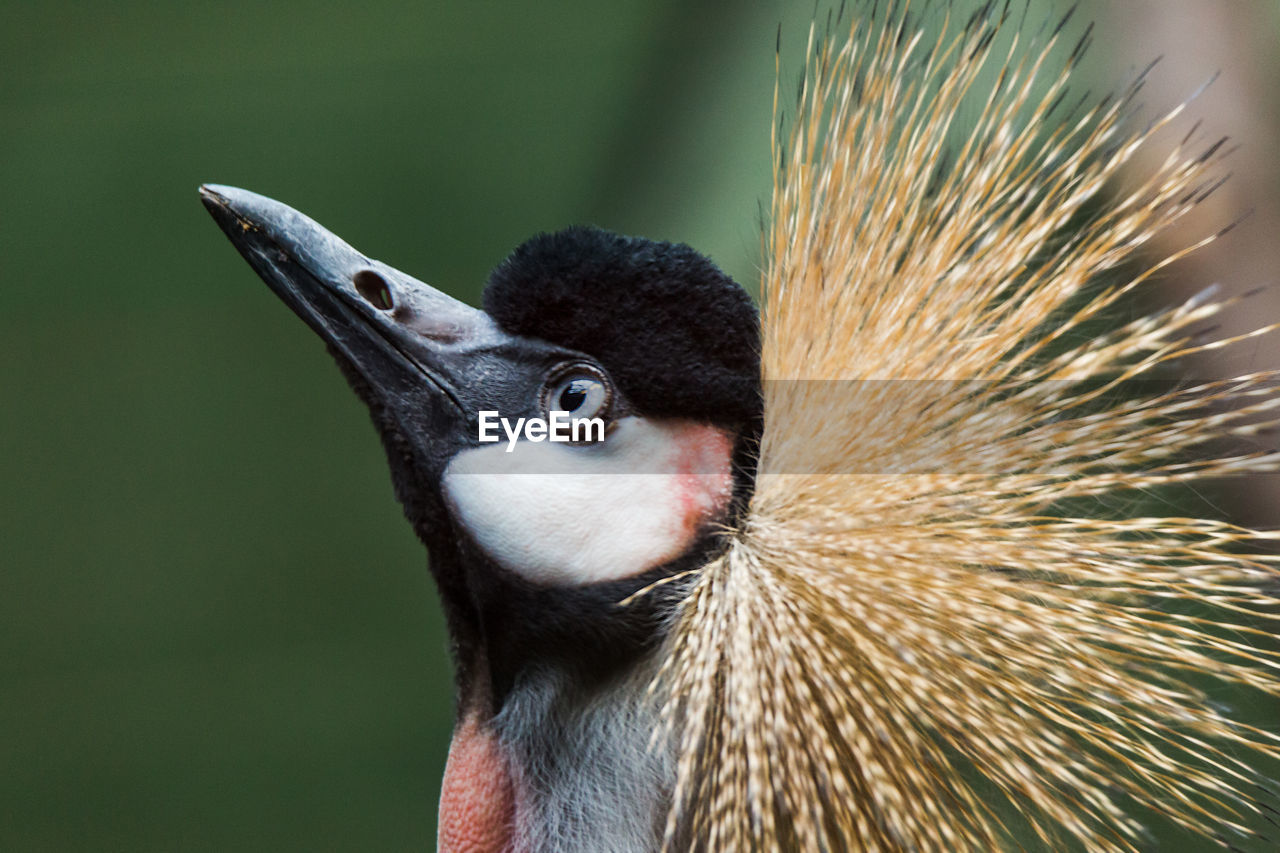 CLOSE-UP OF BIRD