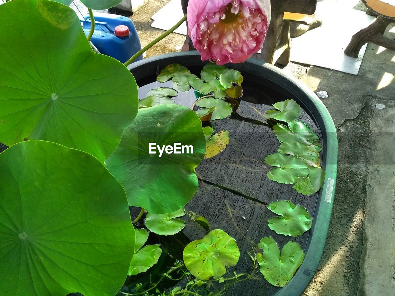 HIGH ANGLE VIEW OF FLOWERS