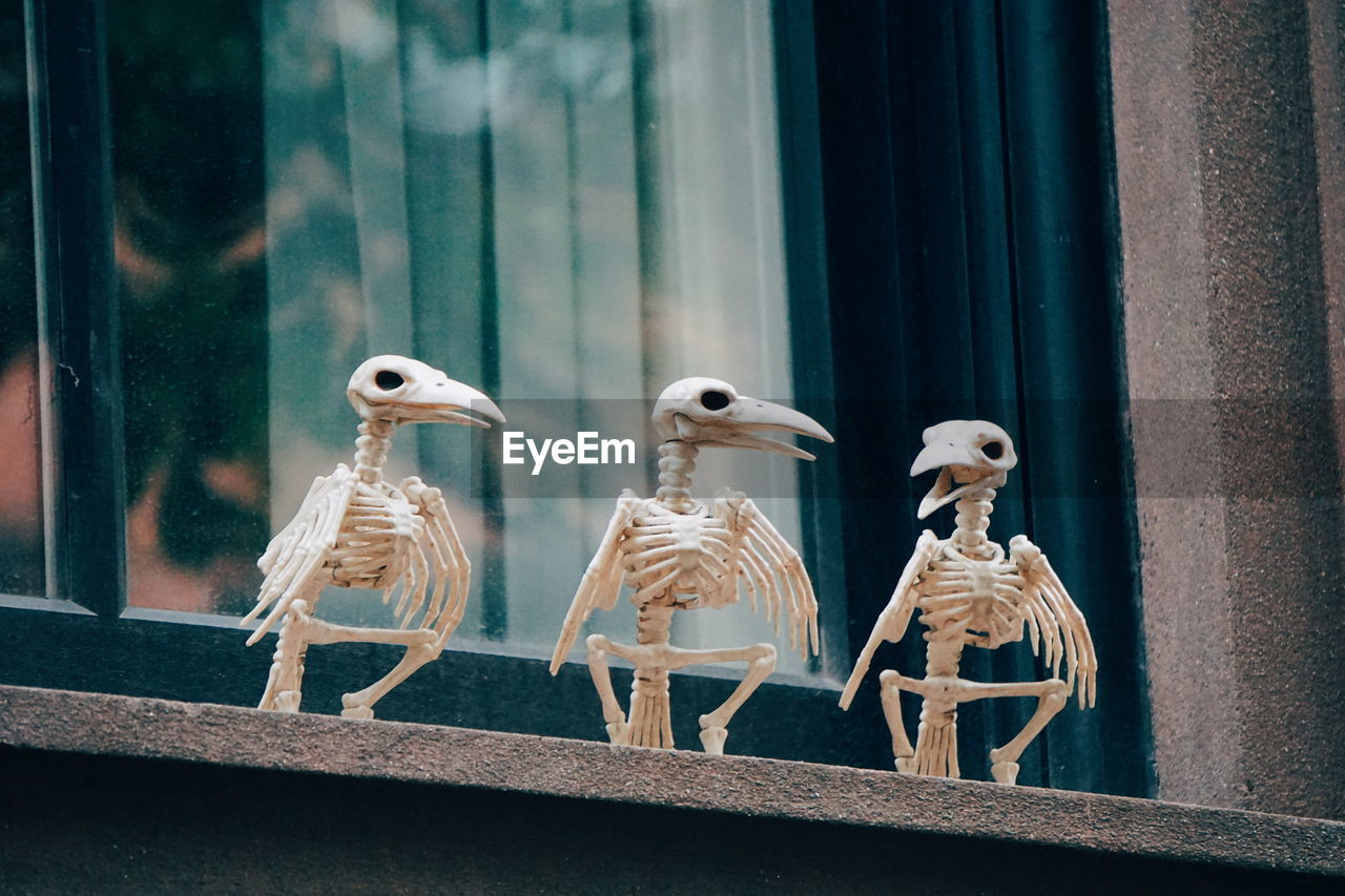 Close-up of bird skeletons on window sill