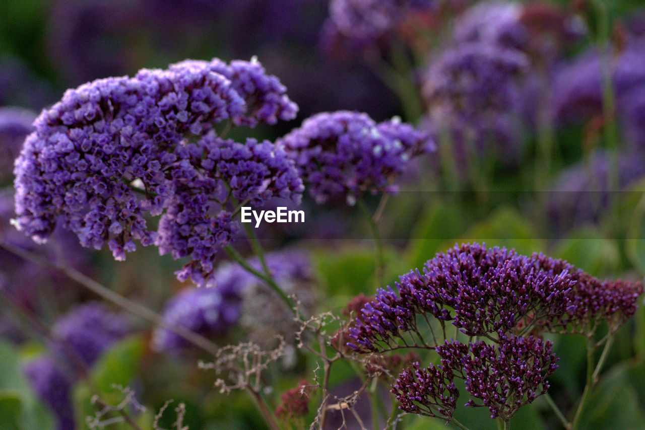 CLOSE-UP OF PURPLE IRIS FLOWERS