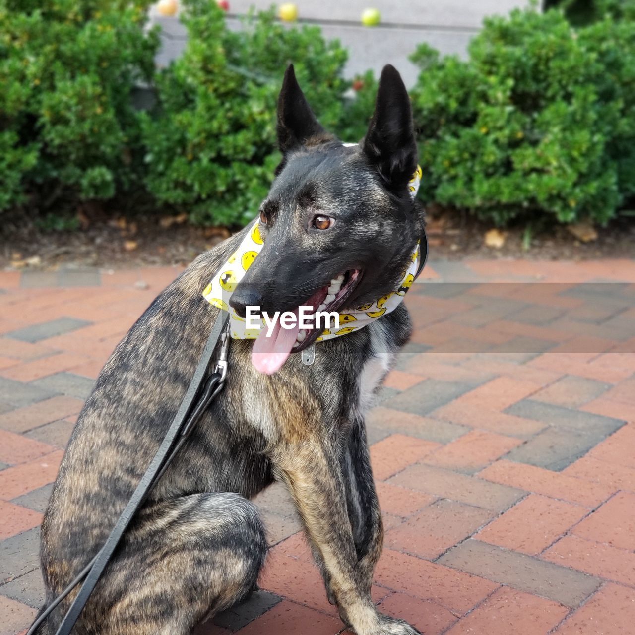 Brindle shepherd posing