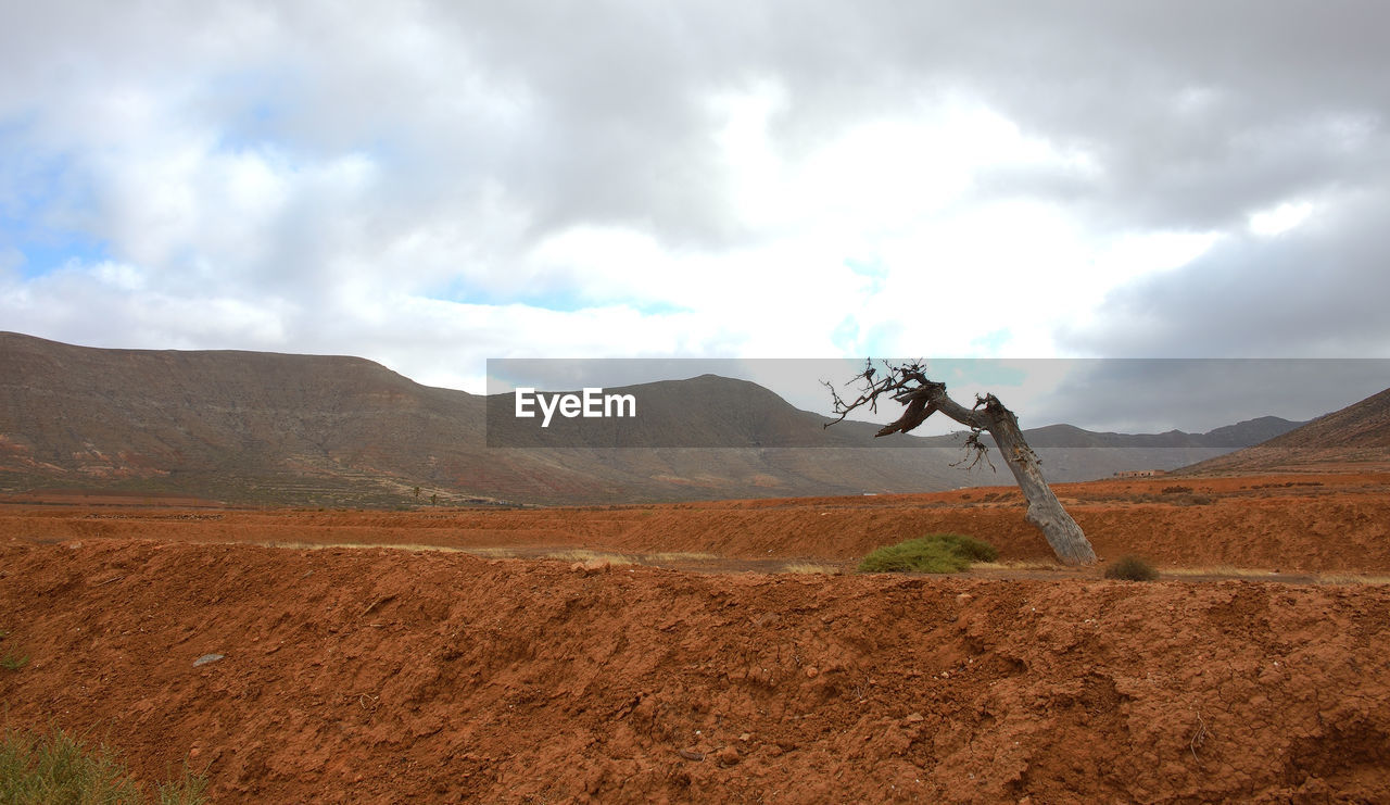 Scenic view of dead tree on arid ground