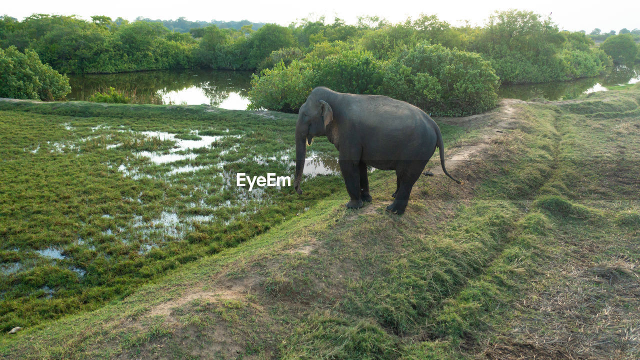 Aerial view of elephant on agricultural fields in the countryside. arugam bay sri lanka.