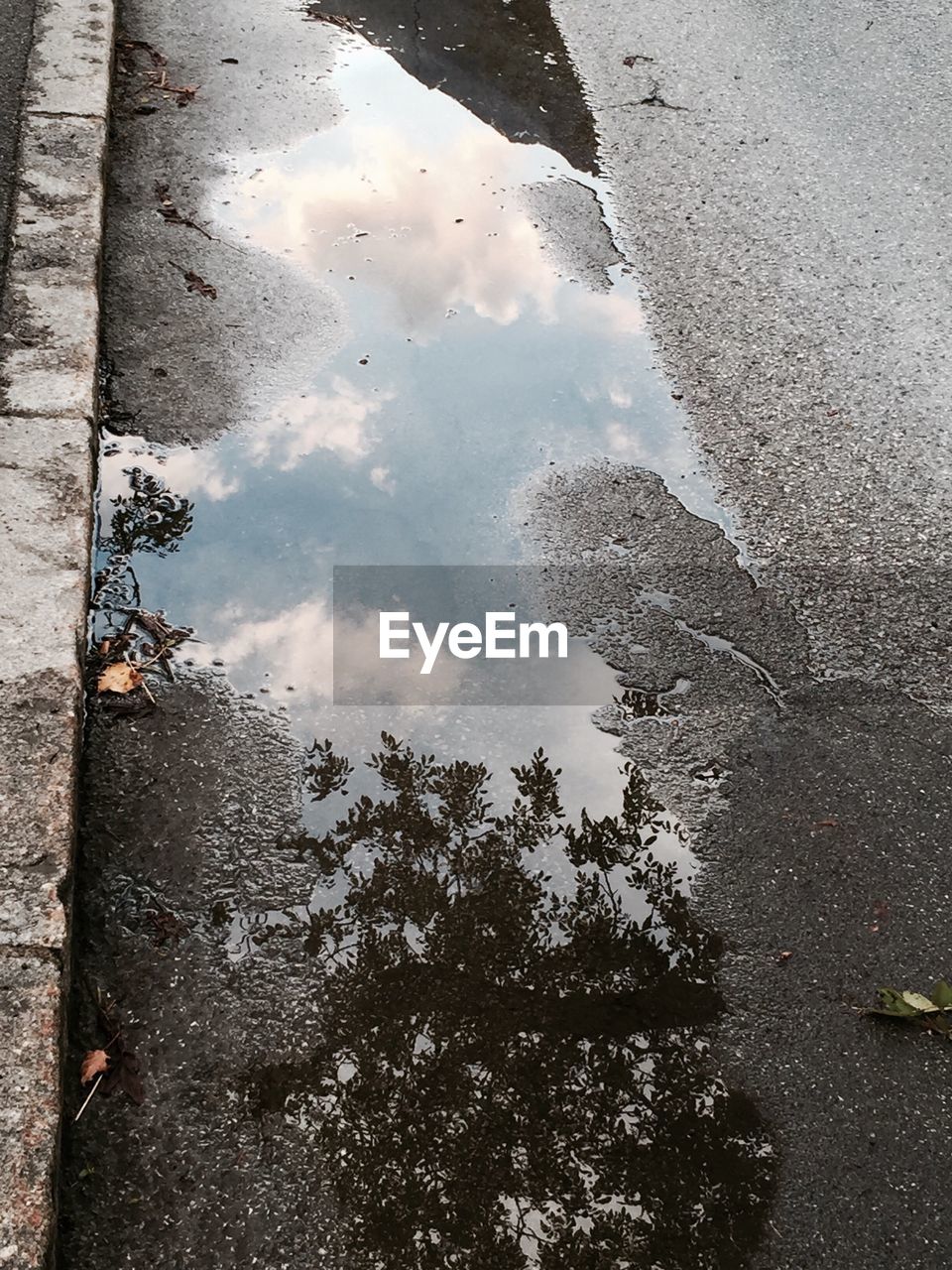 REFLECTION OF TREE IN PUDDLE