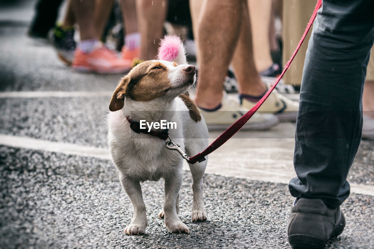 LOW SECTION OF PEOPLE WITH DOGS ON STREET