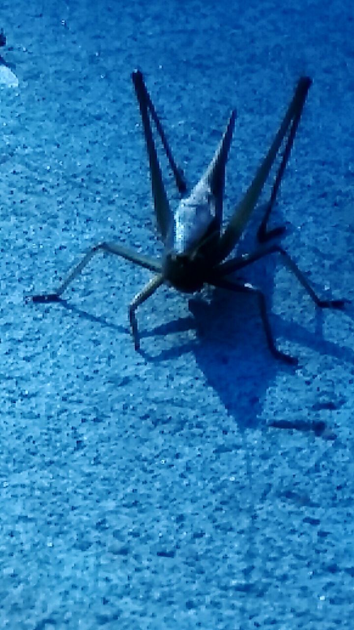 GRASSHOPPER ON WATER