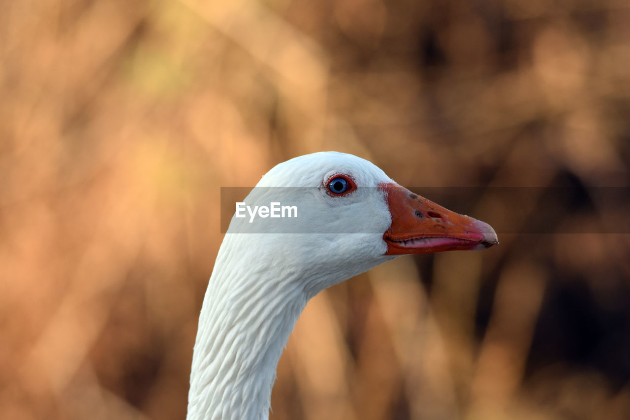 CLOSE-UP OF BIRD