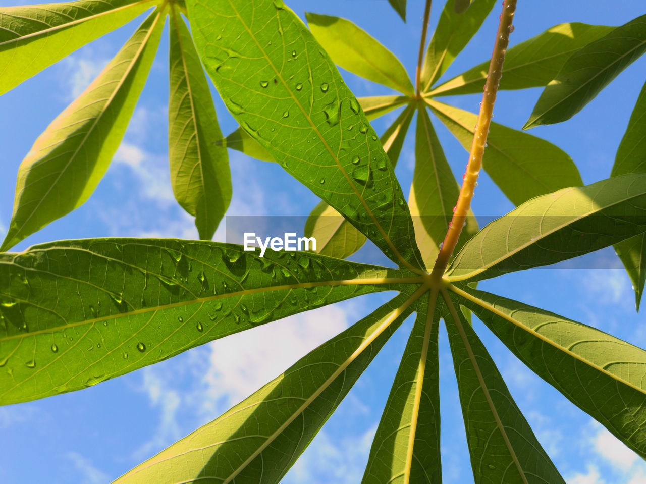 Low angle view of wet leaves against sky