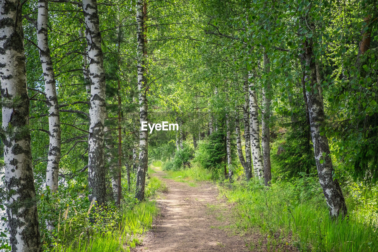 Footpath amidst trees in forest