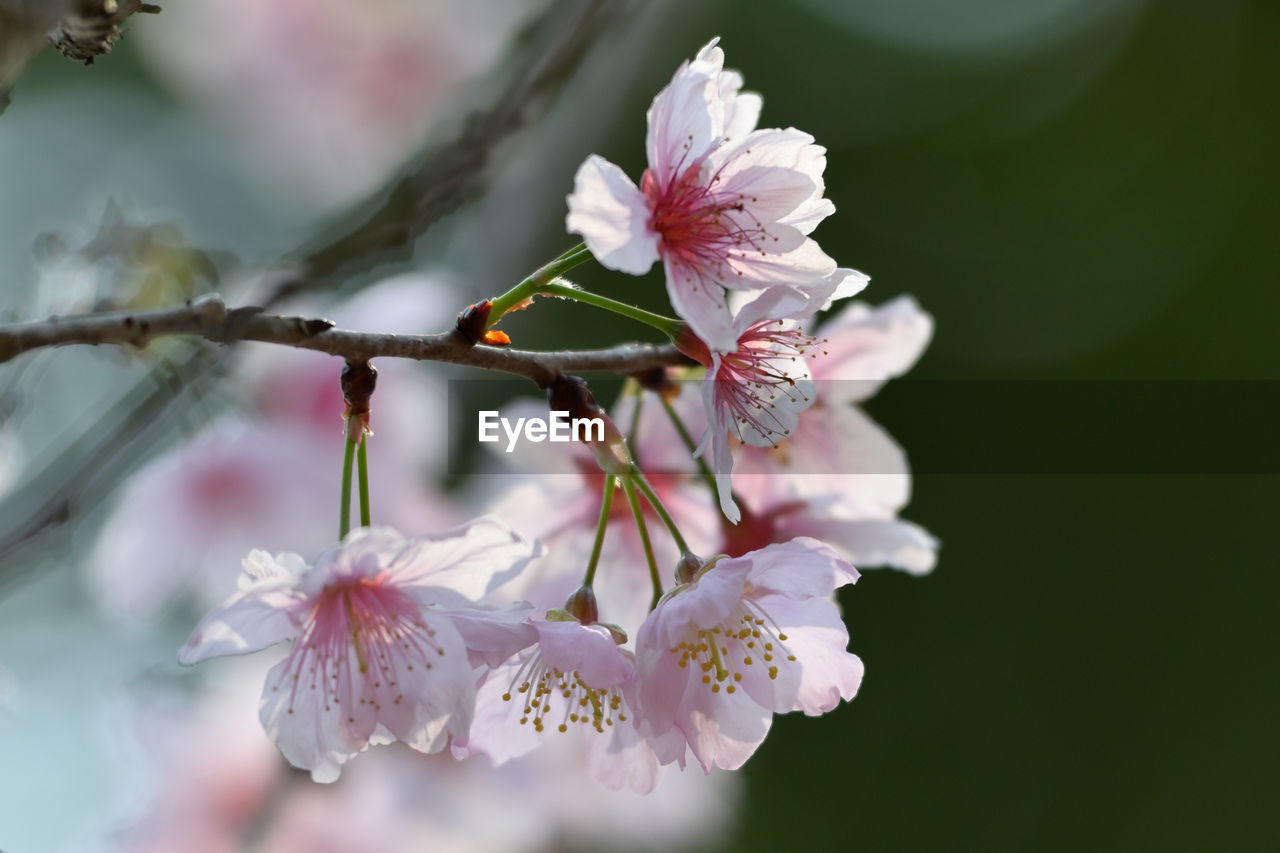 Close-up of white cherry blossom