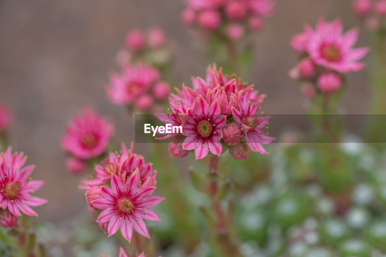 Close-up of pink flowering plants