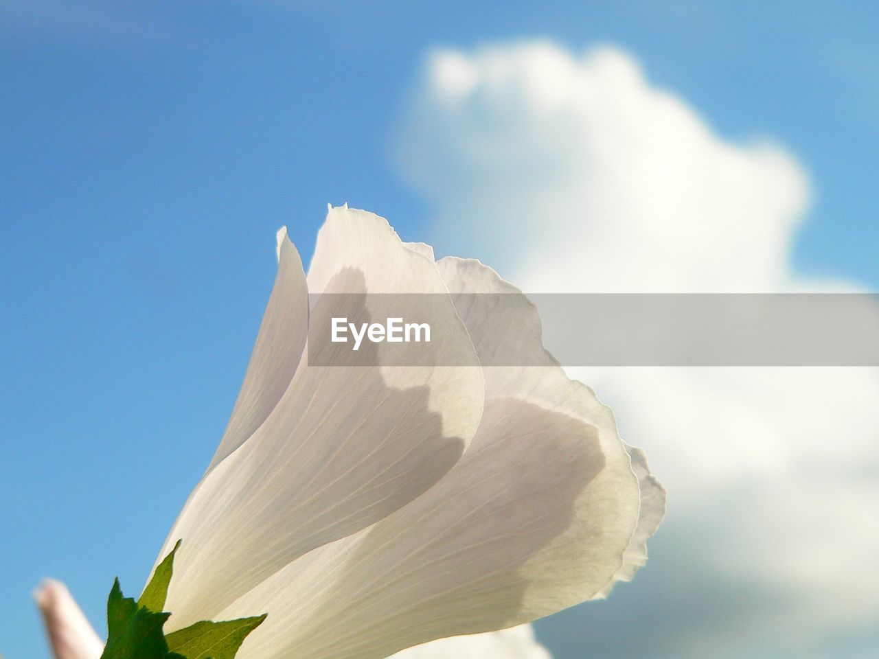 CLOSE-UP OF WHITE FLOWERING PLANT AGAINST SKY