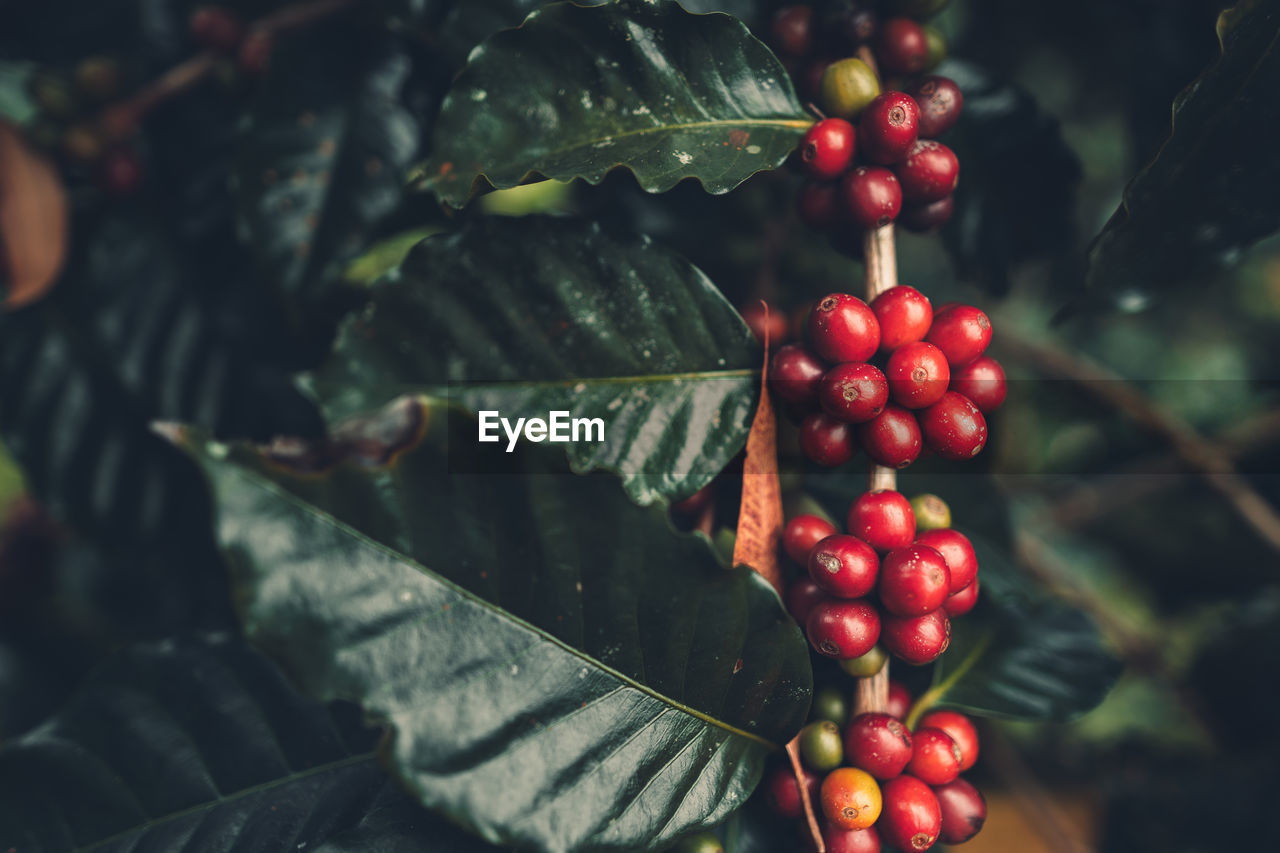 Close-up of red berries growing on coffee plant