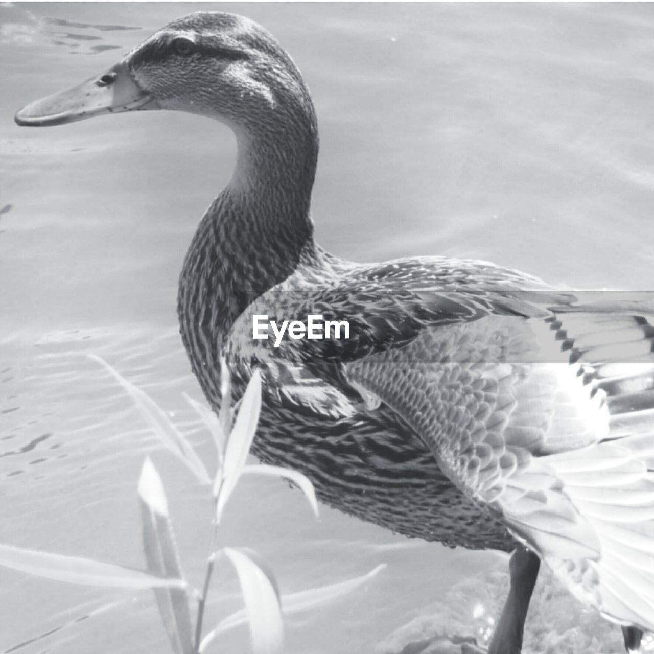 CLOSE-UP OF A DUCK IN LAKE