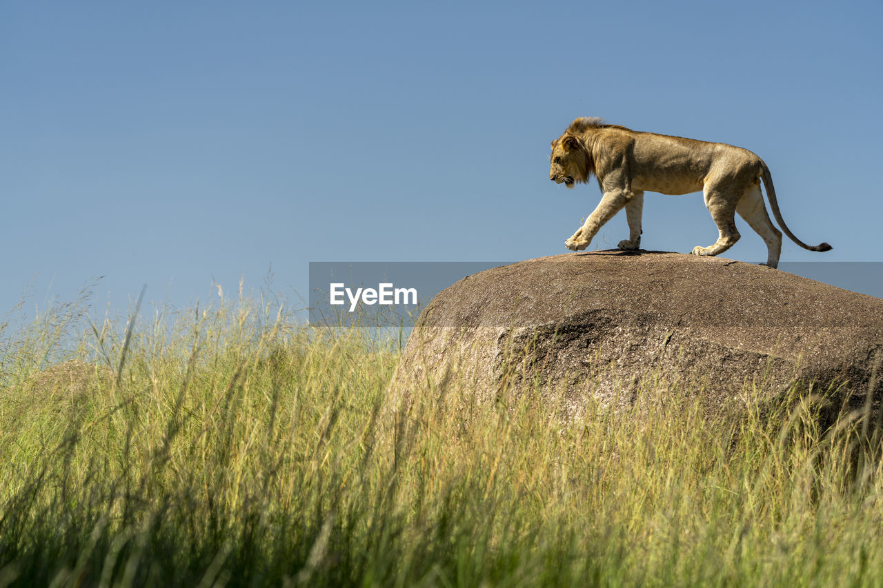 A young male lion walks on a rock surrounded by tall grass