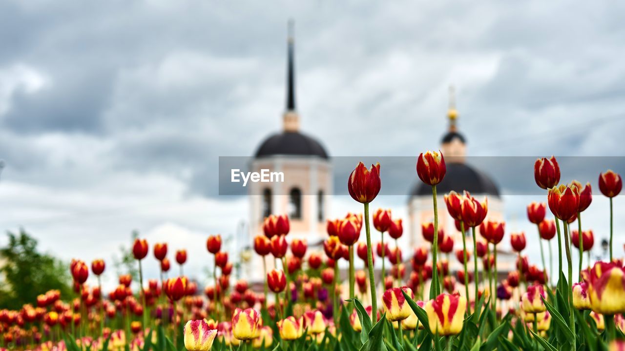 Close-up of poppy flowers against sky