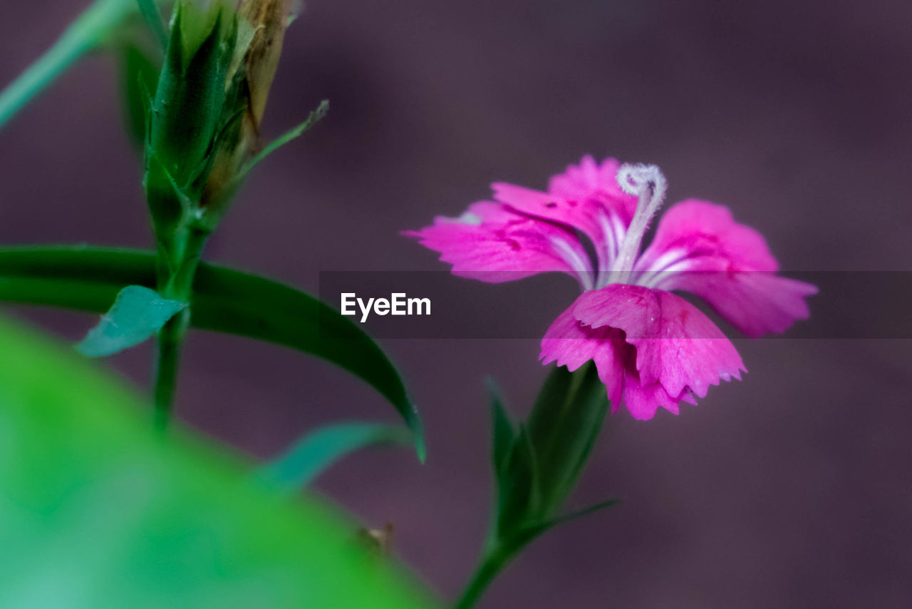 CLOSE-UP OF PINK FLOWER
