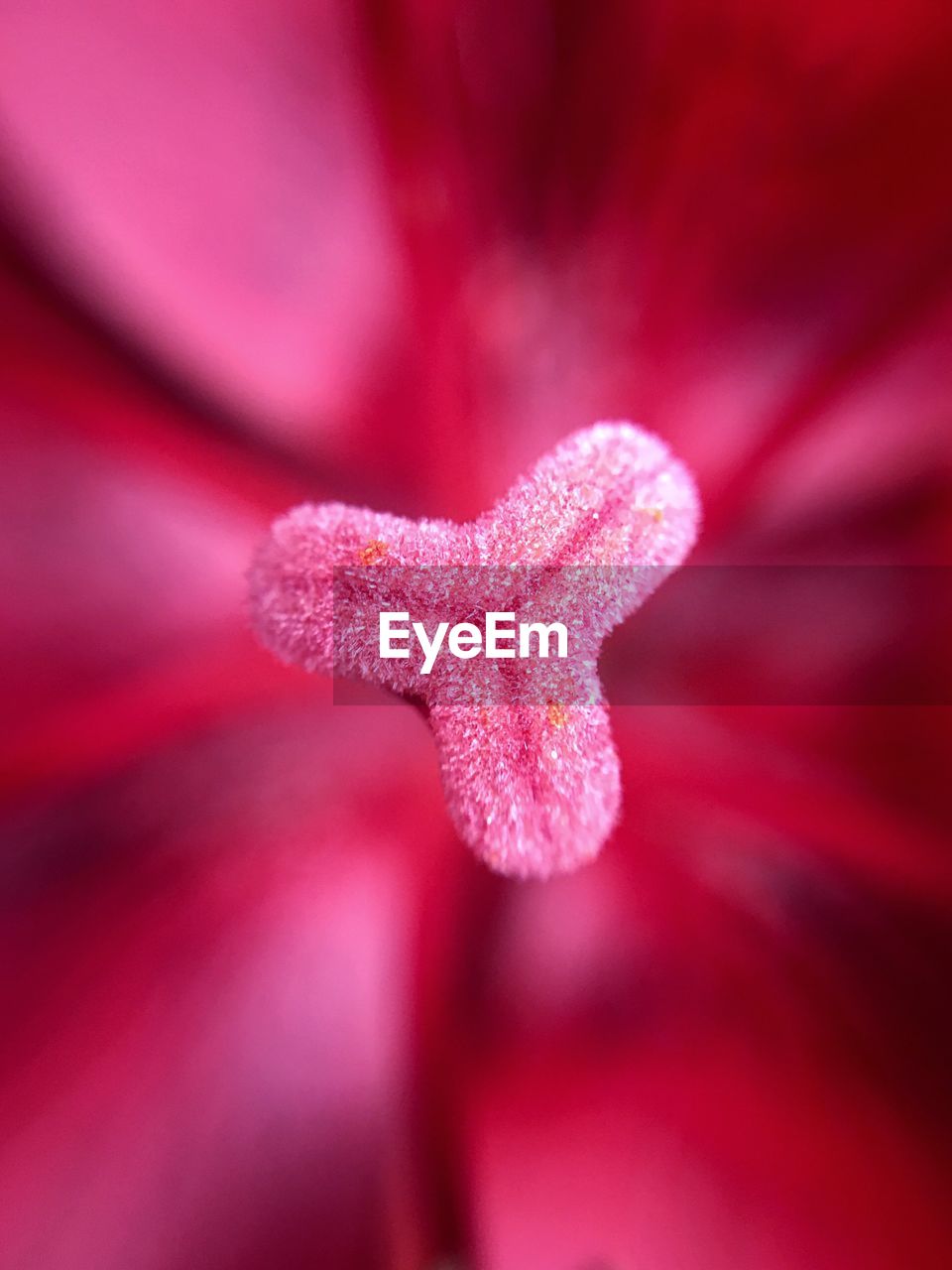 CLOSE-UP OF A RED FLOWER IN WINTER