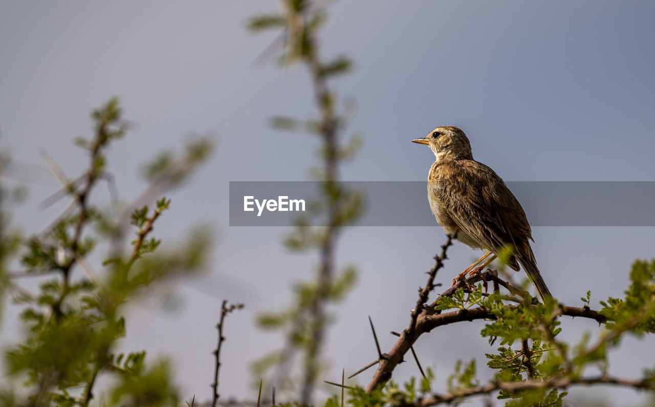 low angle view of bird perching on branch