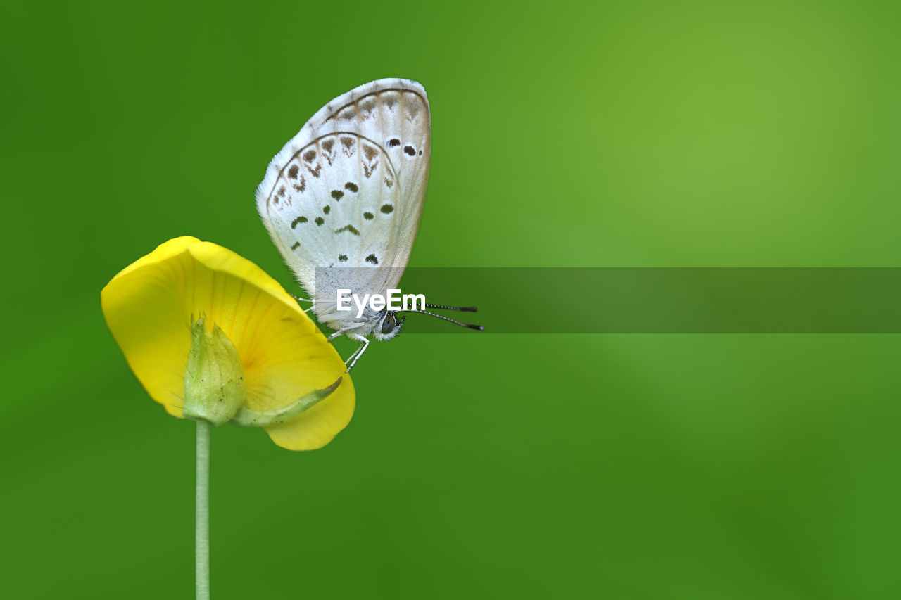 BUTTERFLY ON YELLOW FLOWER