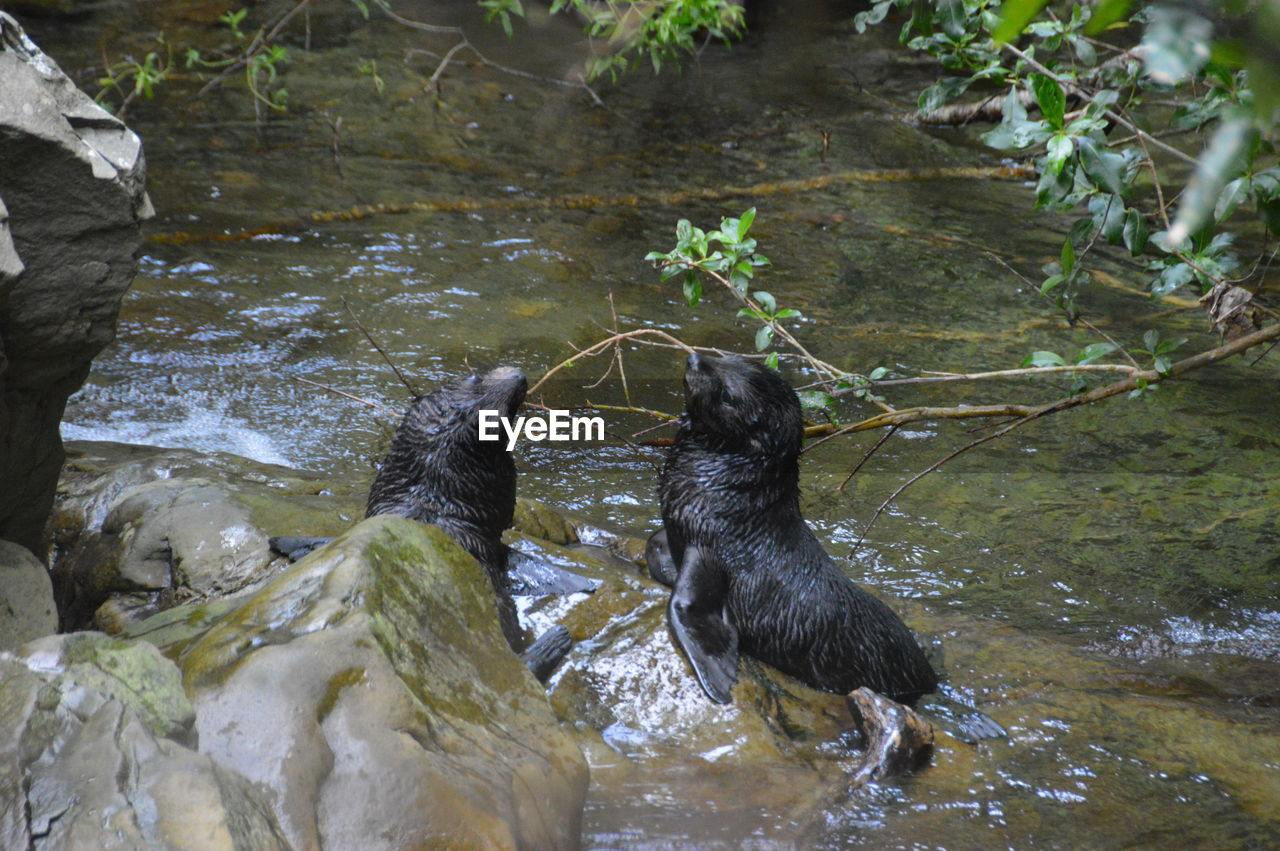 Seal pups swimming in water