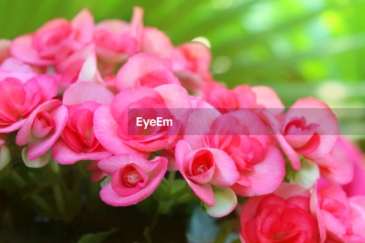 CLOSE-UP OF PINK ROSE FLOWER