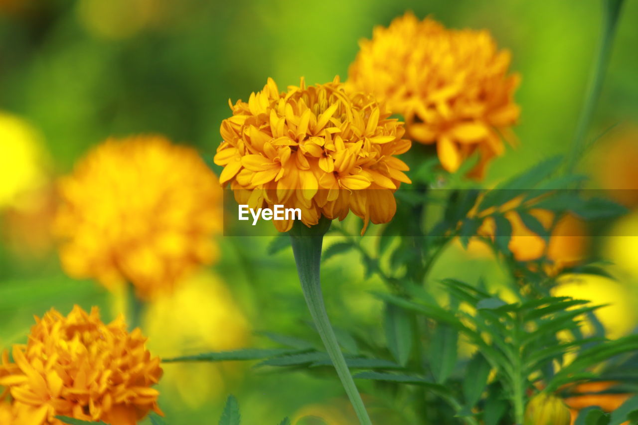 CLOSE-UP OF YELLOW FLOWERS