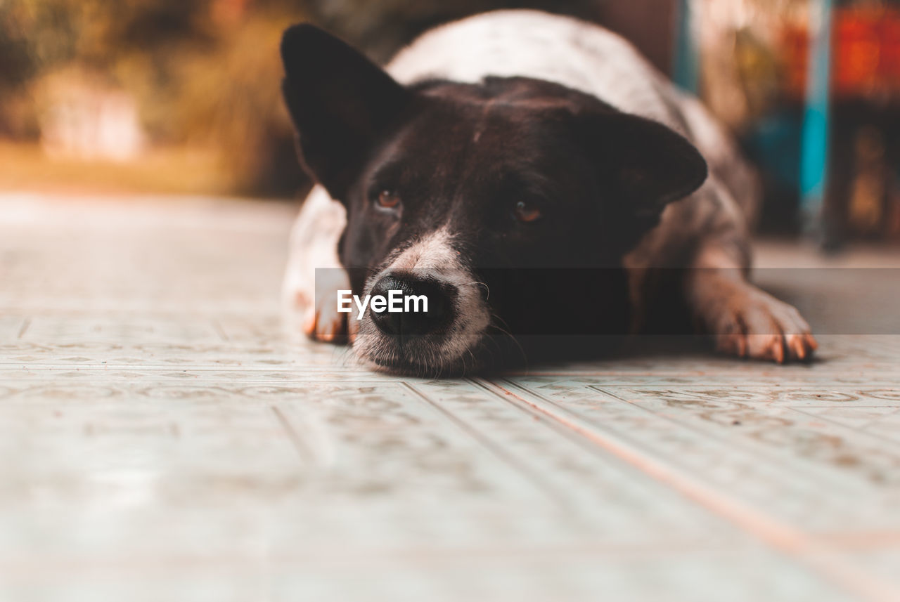 Close-up of dog looking away while lying on street