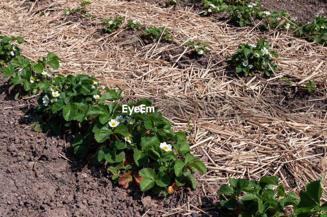 Strawberries growing in lines in garden bed with straw mulch