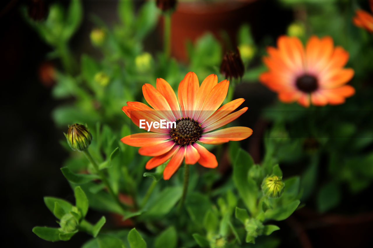 CLOSE-UP OF ORANGE GERBERA DAISY