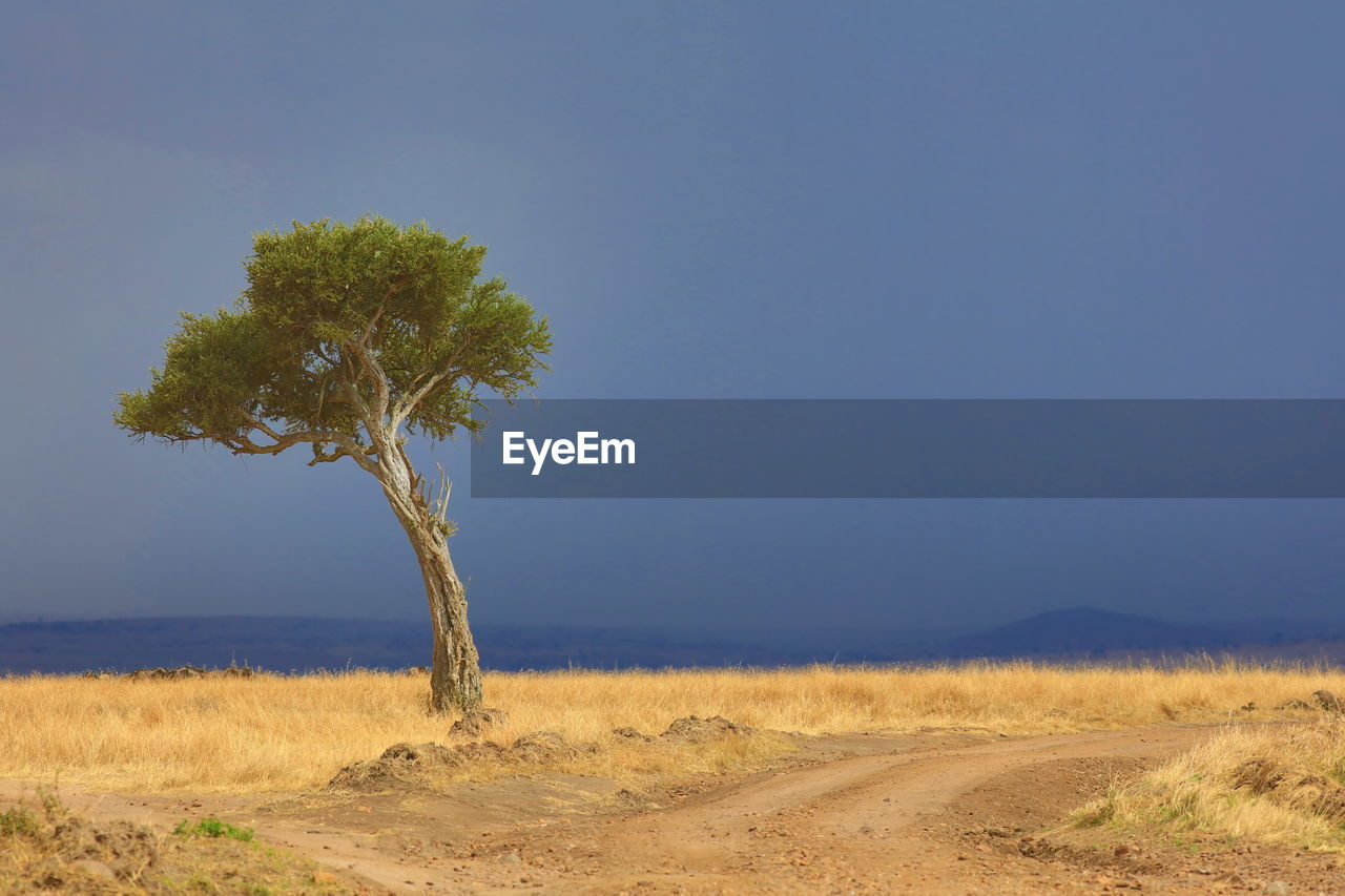 Tree at the edge of the road against clear sky