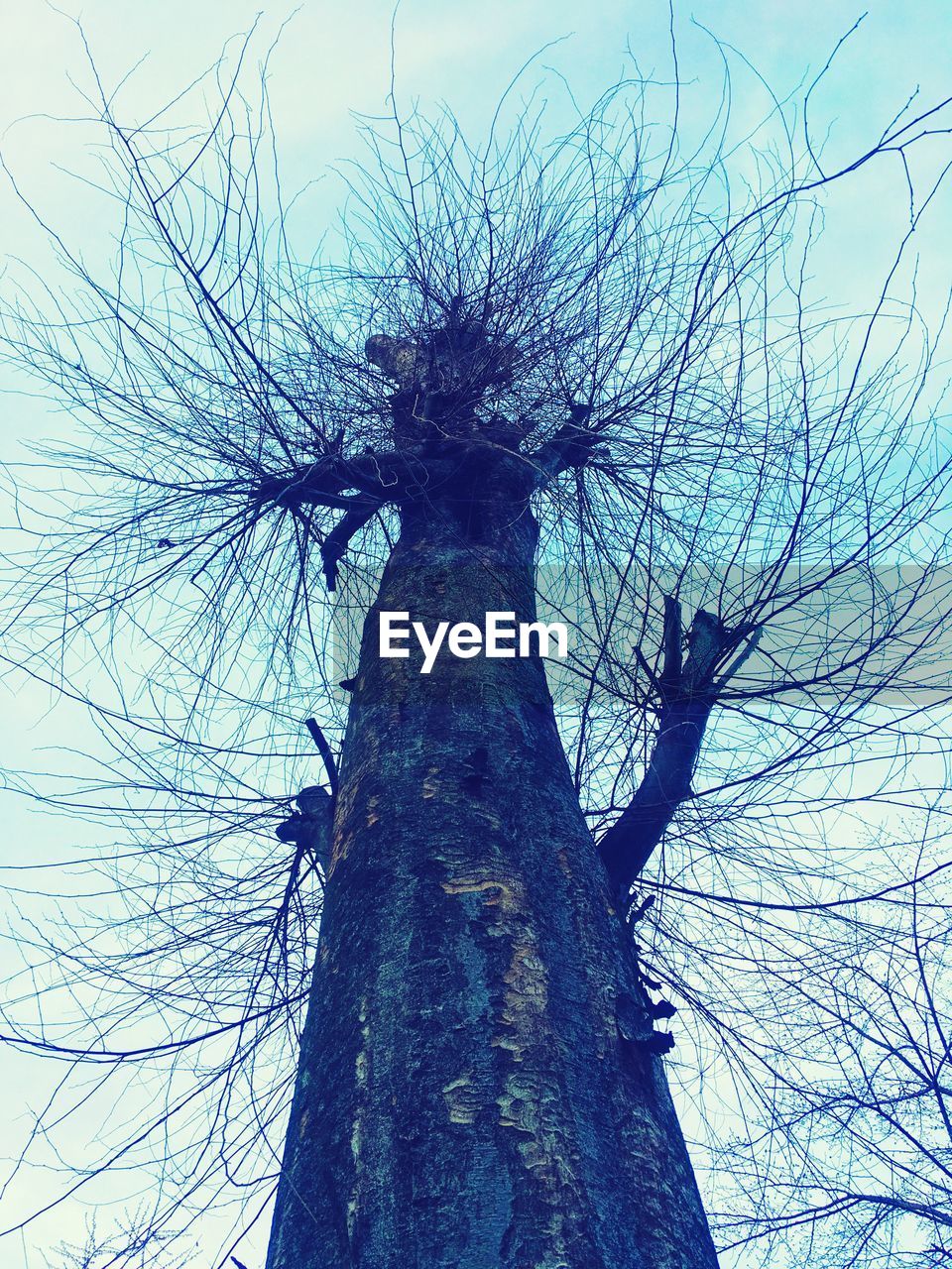 LOW ANGLE VIEW OF SILHOUETTE TREE AGAINST SKY