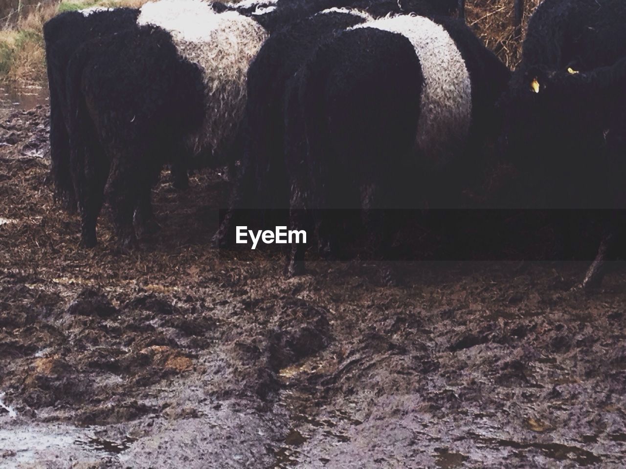 Rear view of sheep grazing