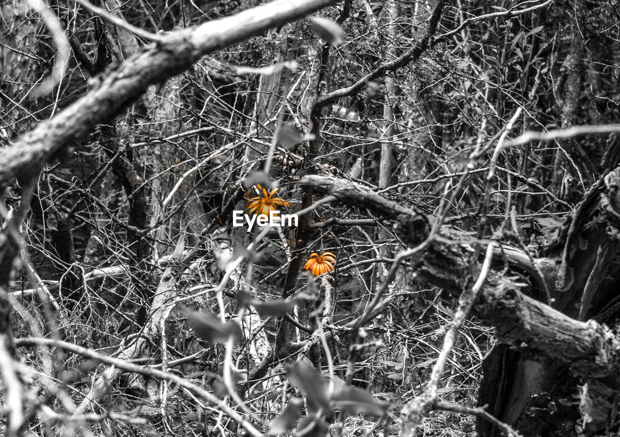 CLOSE-UP OF BIRD ON TREE