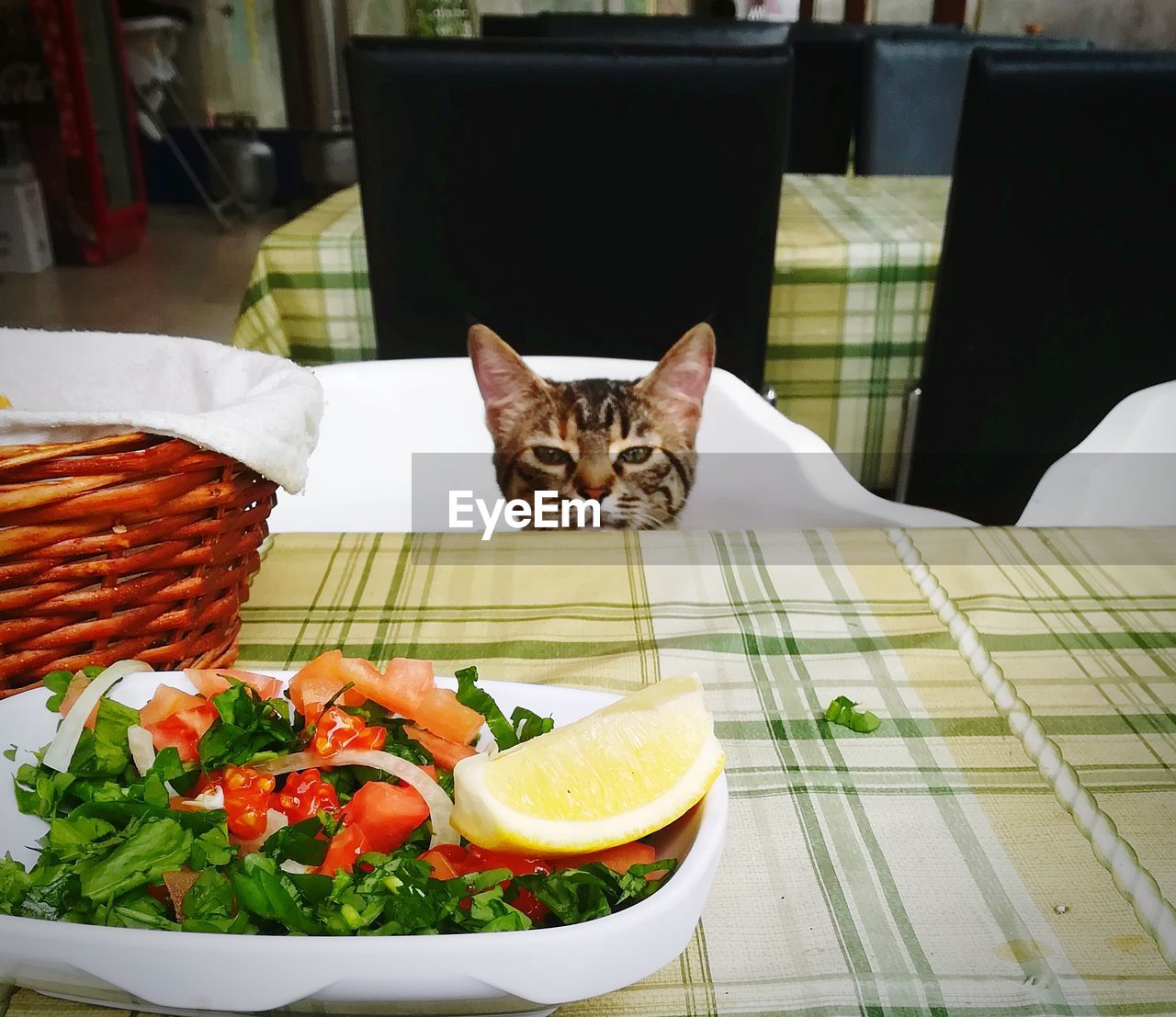 Cat at the table