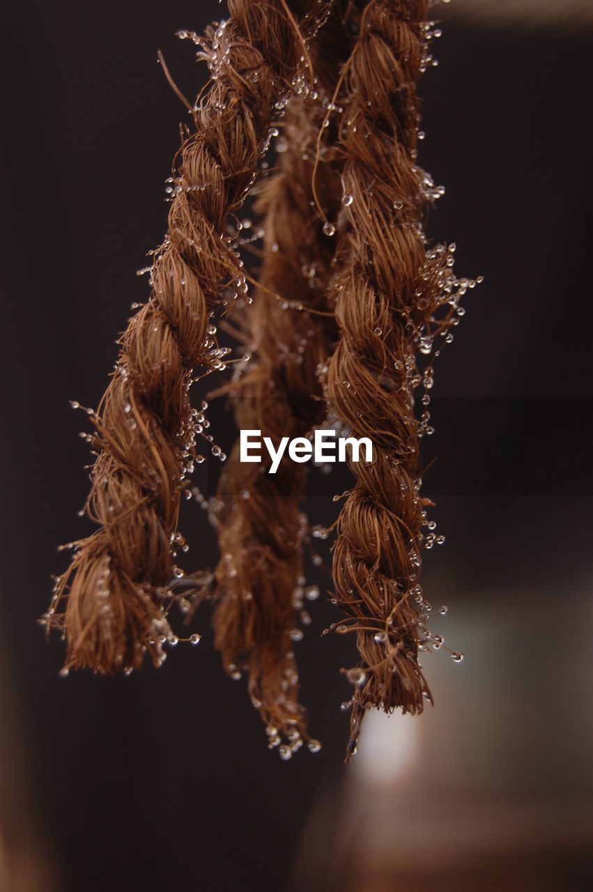 Close-up of dry flowers against black background