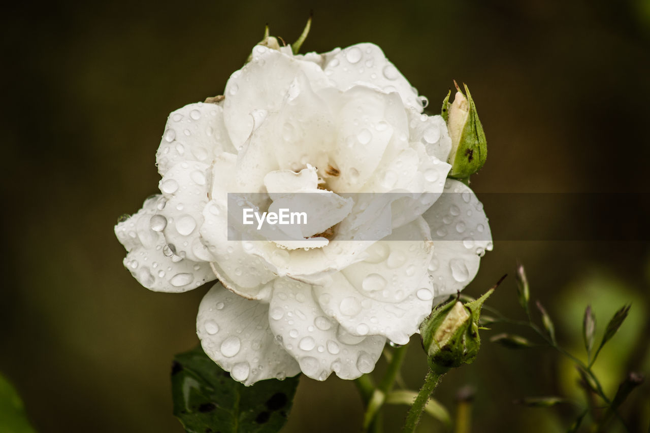 MACRO SHOT OF WATER DROPS ON ROSE