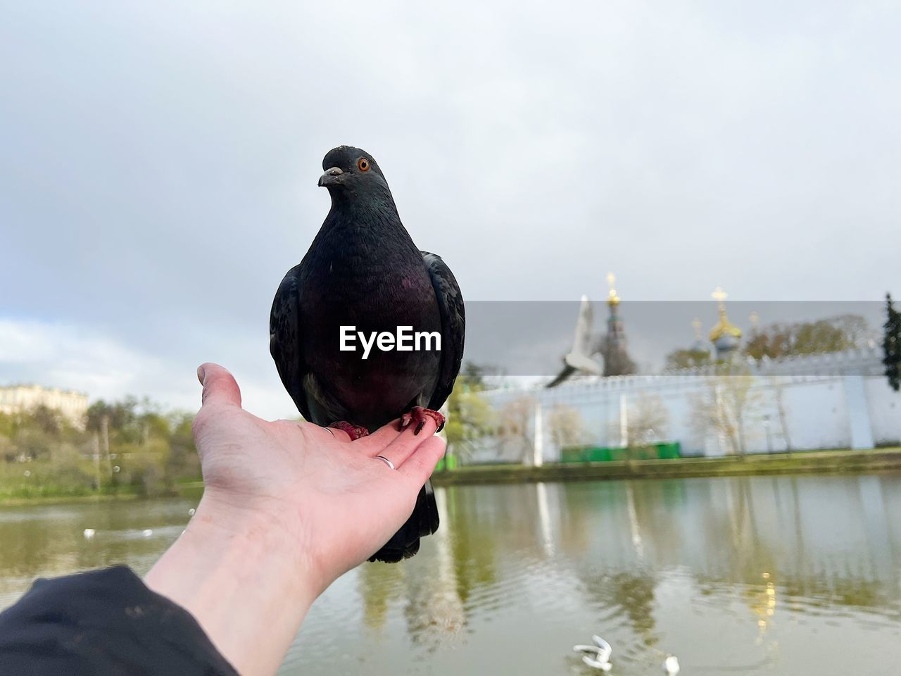 close-up of a bird