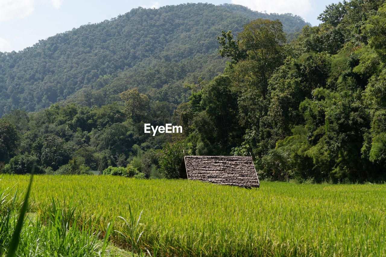 Scenic view of agricultural field