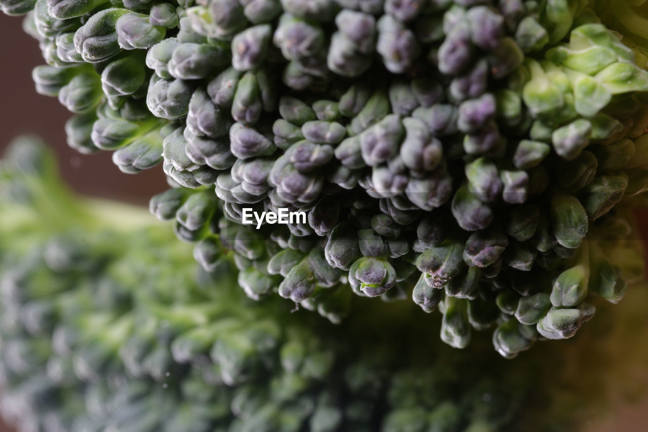 CLOSE-UP OF FLOWERING PLANT