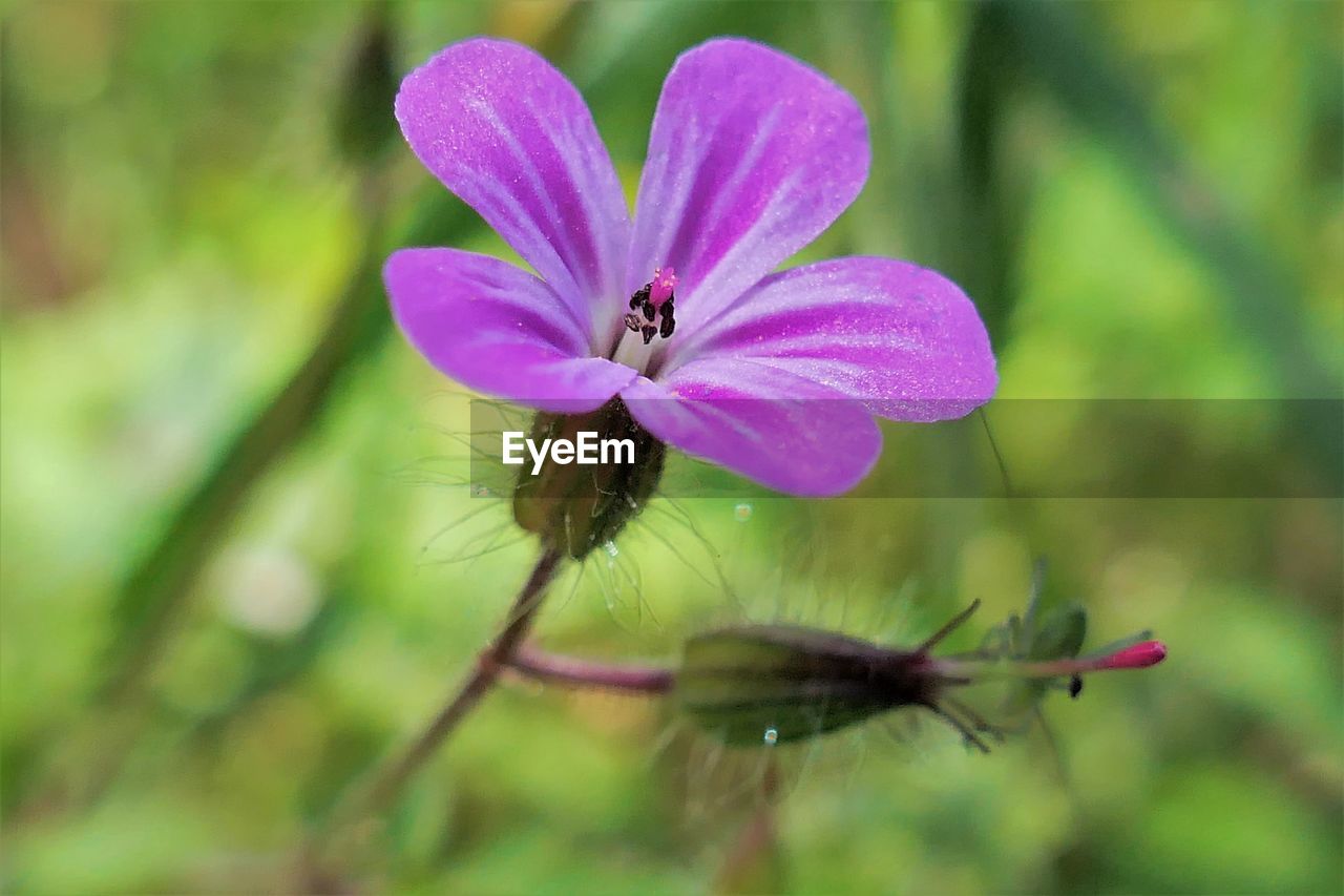 CLOSE-UP OF INSECT ON PURPLE FLOWER