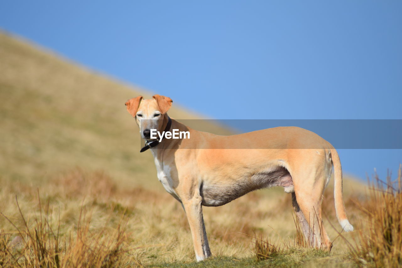 Side view portrait of a dog on landscape