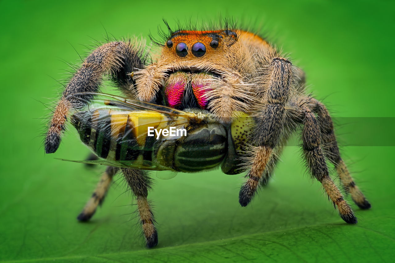 CLOSE-UP OF CATERPILLAR ON LEAF