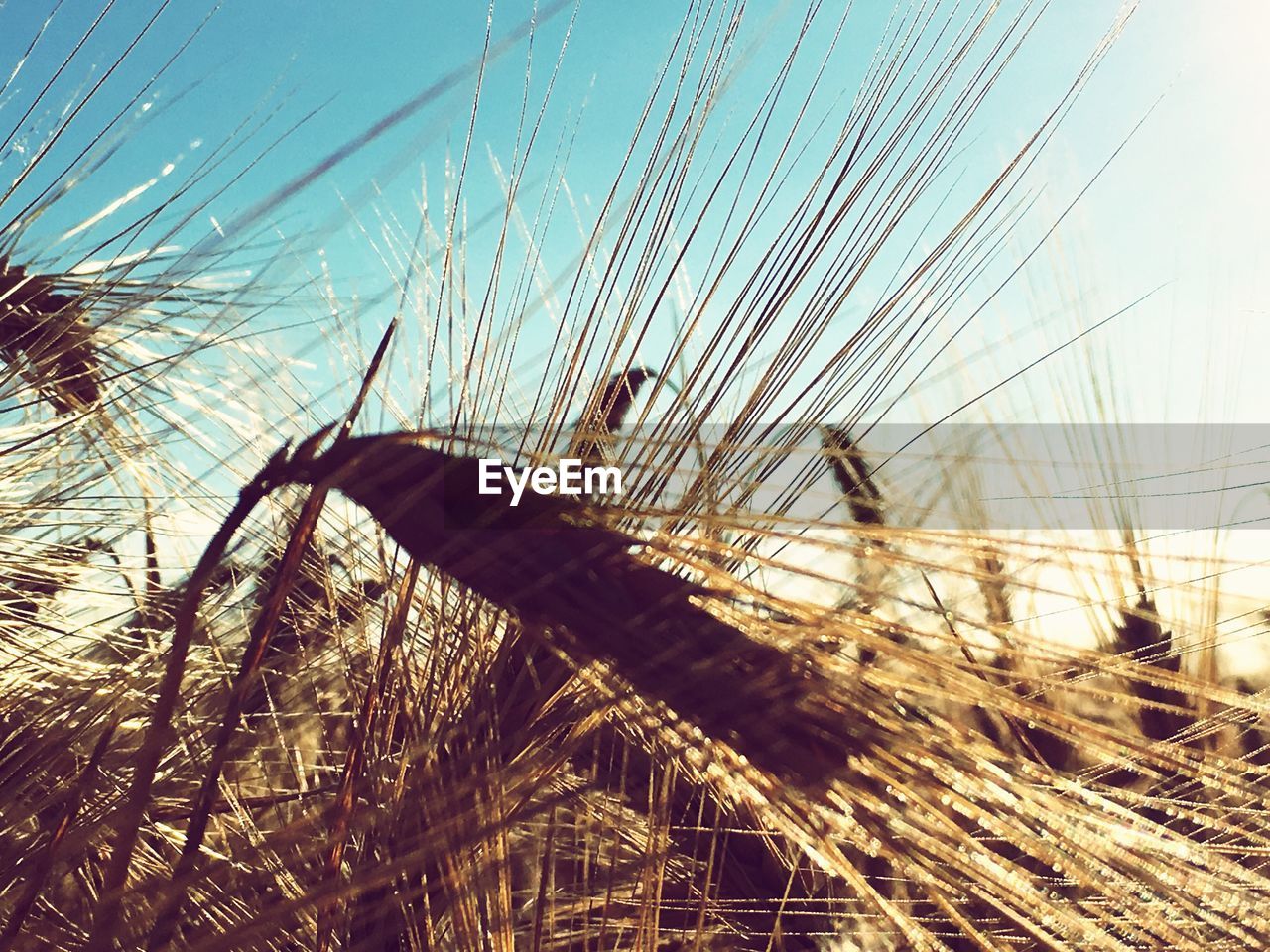 Close-up of wheat growing on field against sky